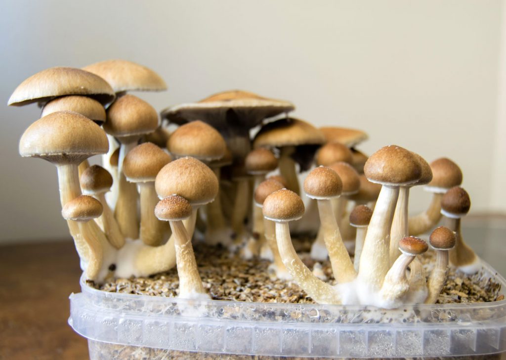 buy magic mushroom grow kits usa