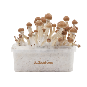 Magic mushroom grow kit Ecuador XP by FreshMushrooms®