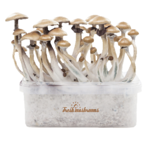 Magic mushroom grow kit McKennaii XP by FreshMushrooms®